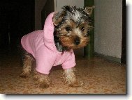 Jorkšírský terier, Yorkshire Terrier,