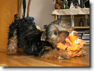 Jorkšírský terier, Yorkshire Terrier,