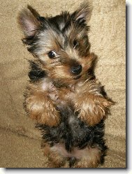 Jorkšírský terier, Yorkshire Terrier,
