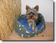 Jorkšírský terier, Yorkshire Terrier,