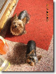 Jorkšírský terier, Yorkshire Terrier,