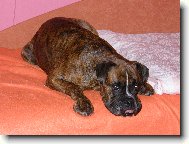 Deutscher Boxer