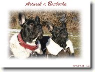 Bouledogue francais, French Bulldog