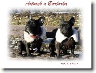 Bouledogue francais, French Bulldog