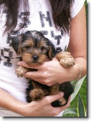 Jorkšírský terier, Yorkshire Terrier,