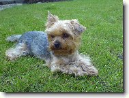 Jorkšírský terier, Yorkshire Terrier,