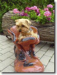 Jorkšírský terier, Yorkshire Terrier,