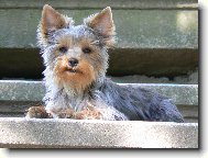 Jorkšírský terier, Yorkshire Terrier,