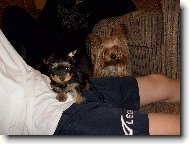 Jorkšírský terier, Yorkshire Terrier,