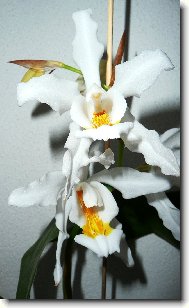 Coelogyne