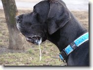 Deutsche Dogge
