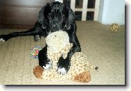 Deutsche Dogge
