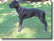 Deutsche Dogge