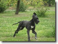 Deutsche Dogge