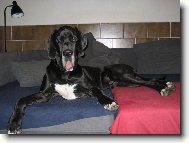 Deutsche Dogge