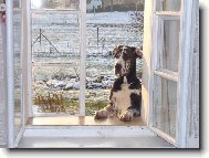 Deutsche Dogge