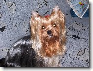 Jorkšírský terier, Yorkshire Terrier,