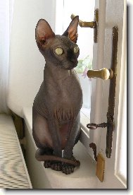Don sphynx