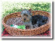 Jorkšírský terier, Yorkshire Terrier,
