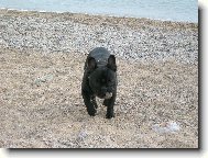 Bouledogue francais, French Bulldog