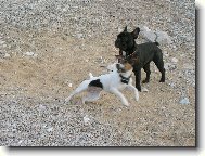 Bouledogue francais, French Bulldog