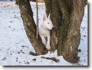 Bull Terrier