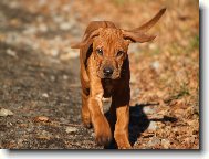 Rhodesian Ridgeback