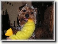 Jorkšírský terier, Yorkshire Terrier,