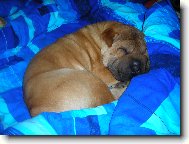 Shar-Pei