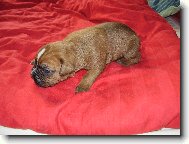 Deutscher Boxer