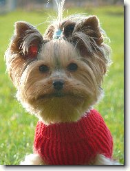 Jorkšírský terier, Yorkshire Terrier,