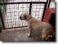 Bullmastiff