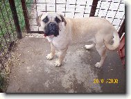 Bullmastiff