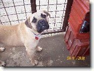 Bullmastiff