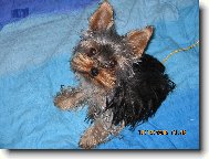 Jorkšírský terier, Yorkshire Terrier,