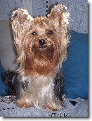 Jorkšírský terier, Yorkshire Terrier,