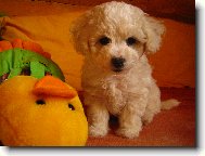 Bichon á poil frisé, Bichon Frise