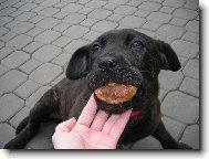 Bandogge