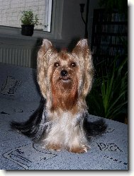 Jorkšírský terier, Yorkshire Terrier,