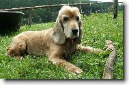 English Cocker Spaniel