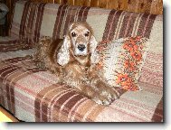 English Cocker Spaniel
