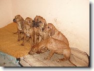 Rhodesian Ridgeback