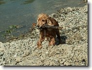 English Cocker Spaniel