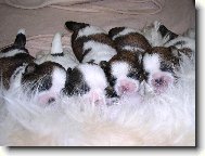 icu, Shih-Tzu