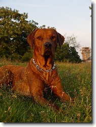 Rhodesian Ridgeback
