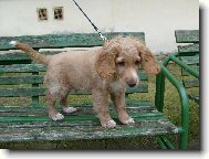 English Cocker Spaniel