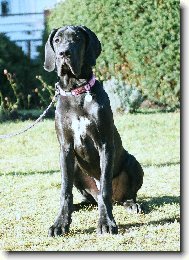 Deutsche Dogge