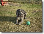 Deutsche Dogge