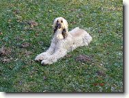 Afghan hound \(Dog standard\)