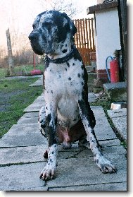 Deutsche Dogge
